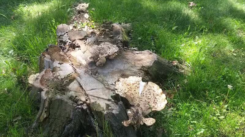 Fordney Park - Saginaw, MI