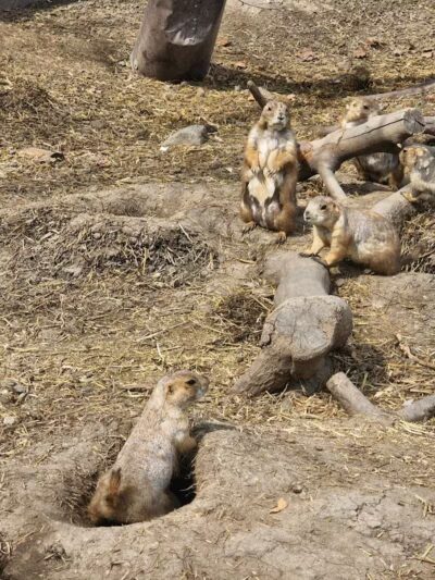 Hoyt Park - Saginaw, MI