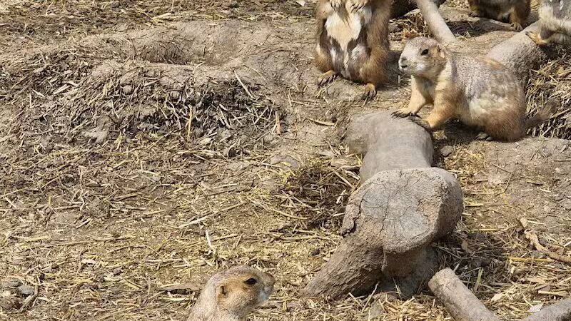 Hoyt Park - Saginaw, MI