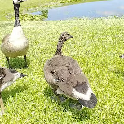 Krossroads Park (Rainbow Park) - Saginaw, MI