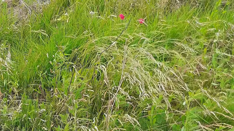Public Walk/Bike Trail - Saginaw, MI