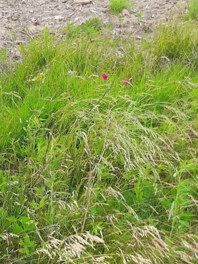 Public Walk/Bike Trail - Saginaw, MI