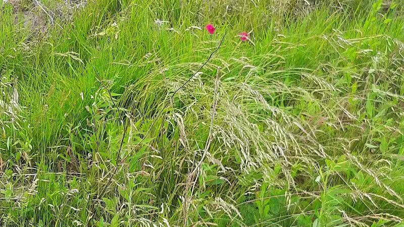Public Walk/Bike Trail - Saginaw, MI