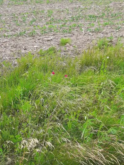 Public Walk/Bike Trail - Saginaw, MI