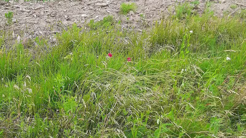 Public Walk/Bike Trail - Saginaw, MI