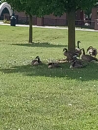 rainbow park - Saginaw, MI