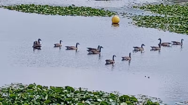 rainbow park - Saginaw, MI
