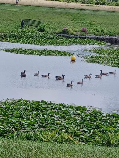 rainbow park - Saginaw, MI