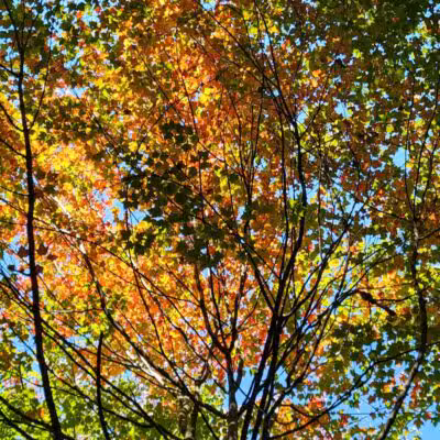 Roethke Park - Saginaw, MI