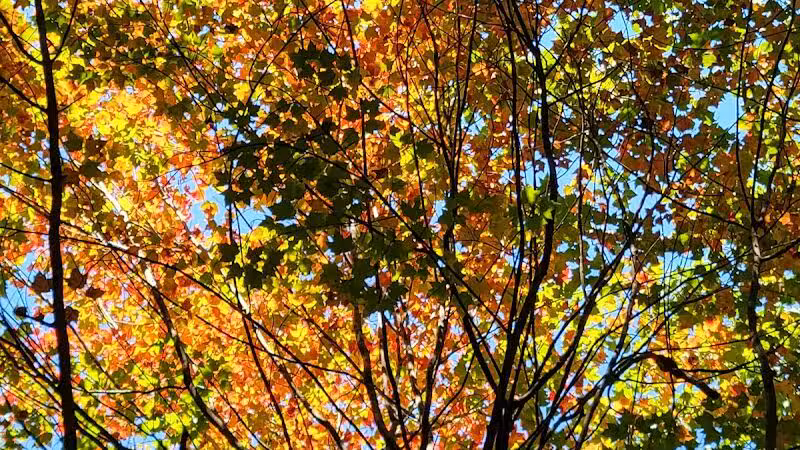 Roethke Park - Saginaw, MI