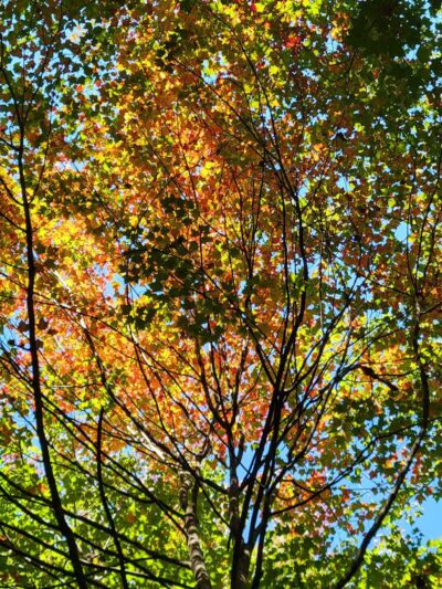 Roethke Park - Saginaw, MI