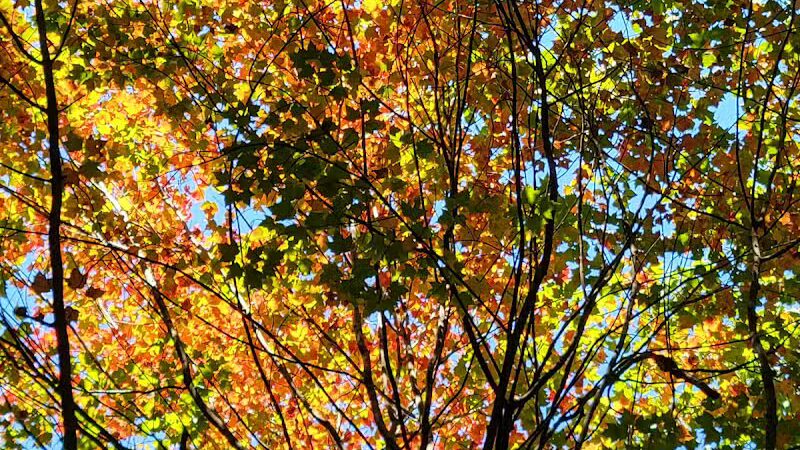 Roethke Park - Saginaw, MI