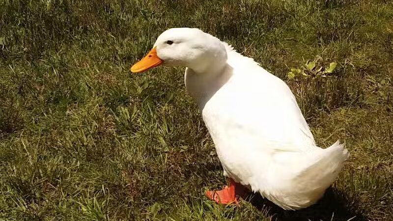 Roethke Park - Saginaw, MI