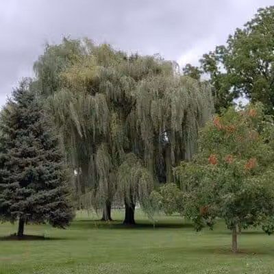 Rust Park - Saginaw, MI
