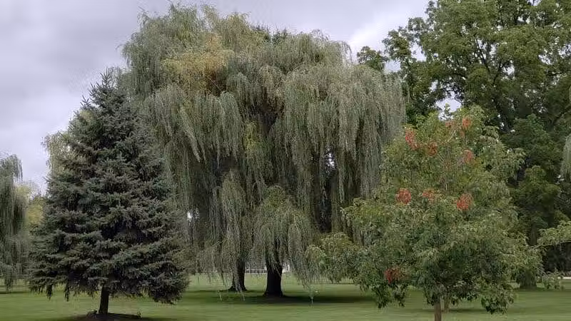 Rust Park - Saginaw, MI