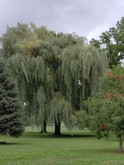 Rust Park - Saginaw, MI