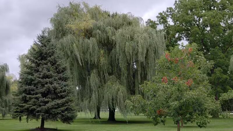 Rust Park - Saginaw, MI