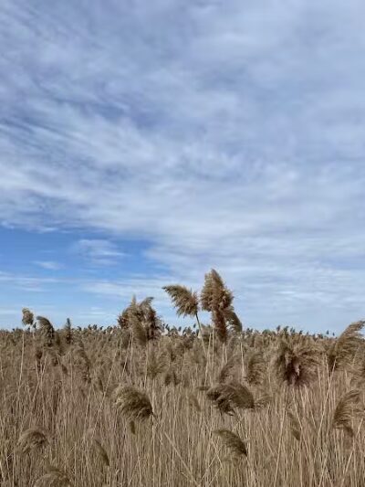 Saginaw River Headwaters Rec Area - Saginaw, MI