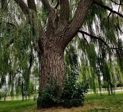 Wickes Park - Saginaw, MI