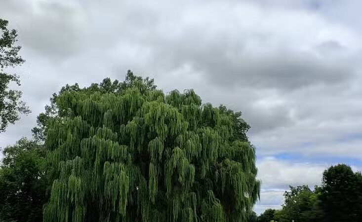 Wickes Park - Saginaw, MI