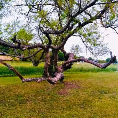 Willow Creek Paw Park - Saginaw, MI