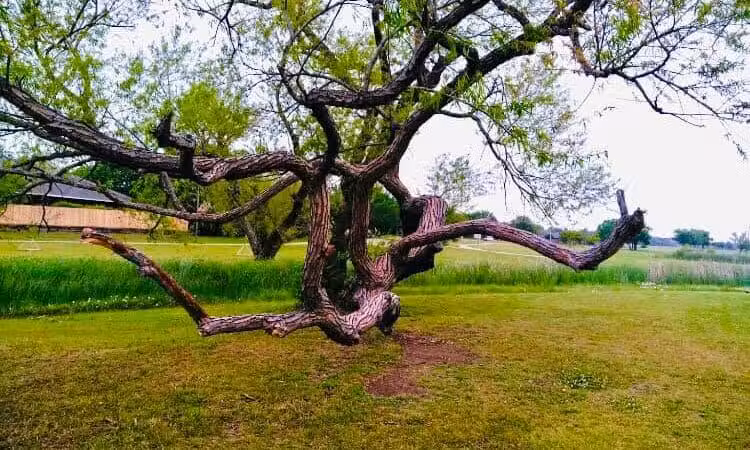 Willow Creek Paw Park - Saginaw, MI