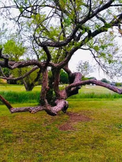 Willow Creek Paw Park - Saginaw, MI