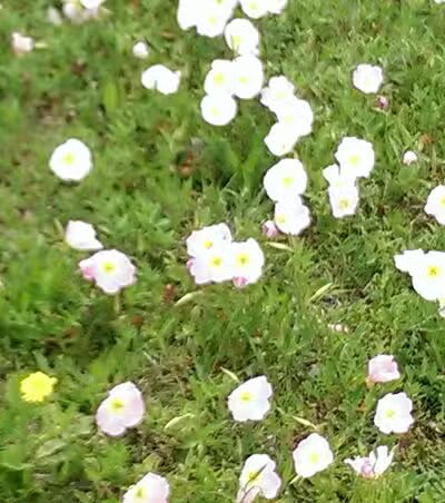 Willow Creek Paw Park - Saginaw, MI