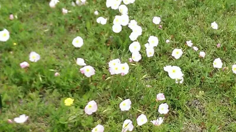 Willow Creek Paw Park - Saginaw, MI