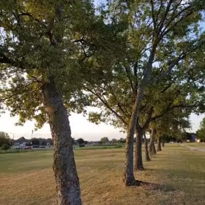 Willow Creek Paw Park - Saginaw, MI