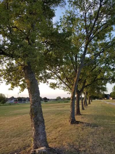 Willow Creek Paw Park - Saginaw, MI