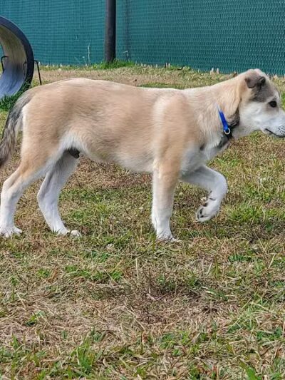 Willow Creek Paw Park - Saginaw, MI