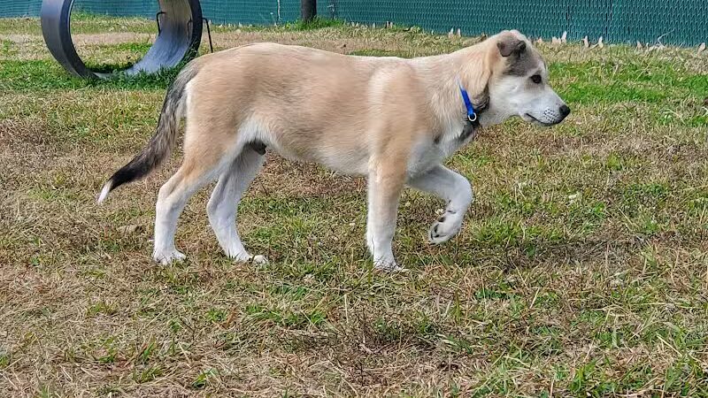 Willow Creek Paw Park - Saginaw, MI