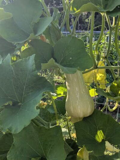 Mack Park - Salem, MA