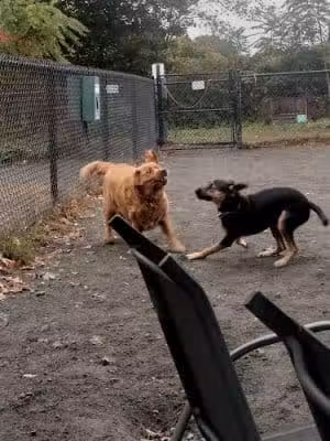 Swampscott Dog Park - Salem, MA