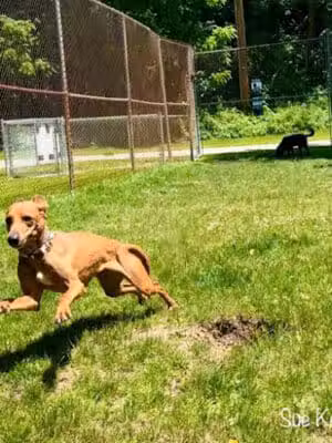 Curtiss Park Dog Park - Saline,
