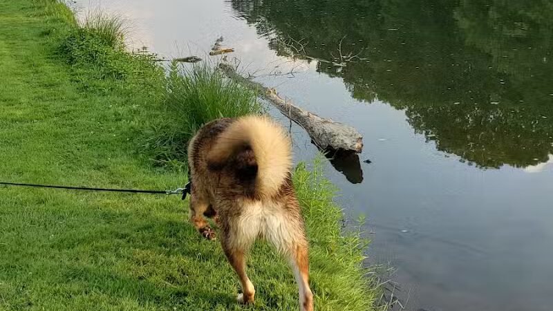 Mill Pond Park - Saline, MI