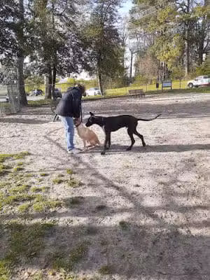 Salisbury City Dog Park - Salisbury, MD