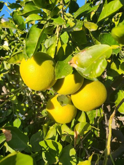 Desert Gem RV Park - Salome, AZ