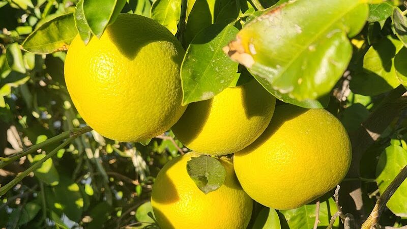 Desert Gem RV Park - Salome, AZ