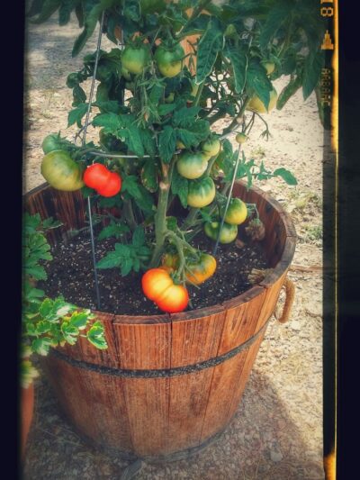 Desert Gem RV Park - Salome, AZ