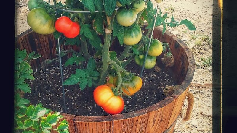 Desert Gem RV Park - Salome, AZ