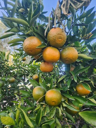 Desert Gem RV Park - Salome, AZ