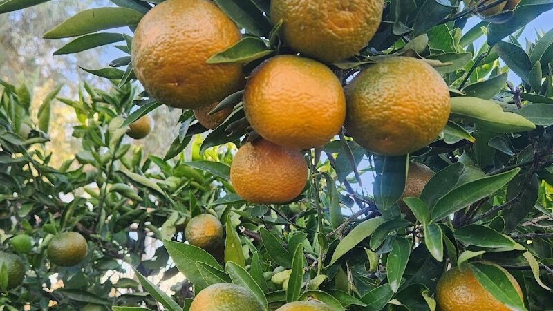 Desert Gem RV Park - Salome, AZ