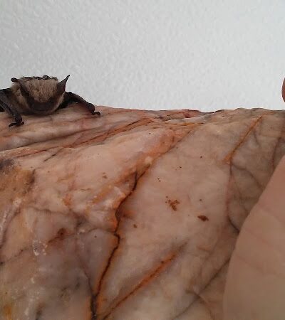 Desert Gem RV Park - Salome, AZ