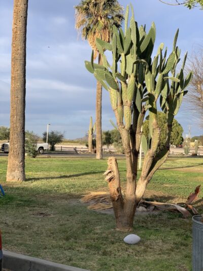 Sheffler's Motel - Salome, AZ