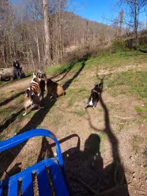 Saluda Dog Park - Saluda, NC