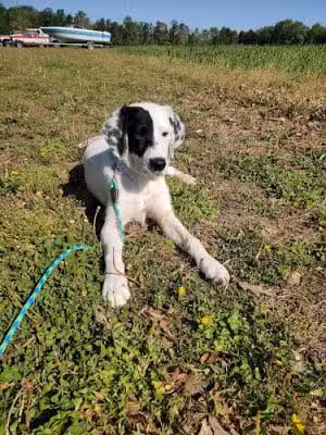 Middlesex Co Animal Shelter - Saluda, VA
