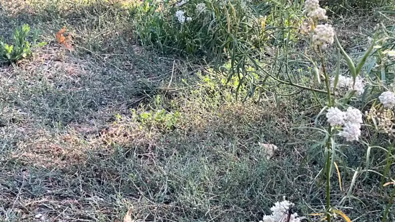 Rudy Ortega Park - San Fernando, CA