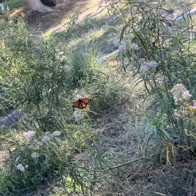 Rudy Ortega Park - San Fernando, CA